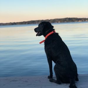 Meet your Posher, William